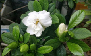 栀子花种植技巧与观赏价值解析-美好生活伴侣