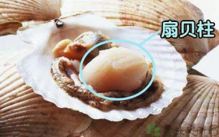 宝宝扇贝现象解析-原因与应对策略