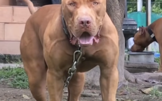 又是比特犬！希腊两岁男童遭自家收养的流浪狗攻击身亡