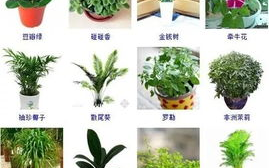 室内植物与香氛搭配，满室生香-打造舒适家居环境解析