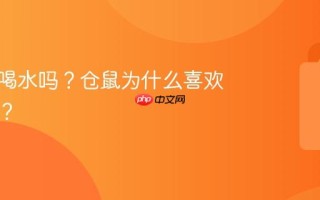 仓鼠能喝水吗？仓鼠为什么喜欢跑轮子？