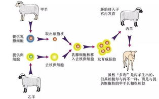 《喜羊羊与灰太狼》第6集克隆喜羊羊-科技与自然的碰撞