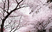 雨宿公交车站第2集樱花，温暖等待中的美好瞬间