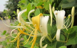 《菊内留香》txl金银花，传统与现代工艺的完美结合