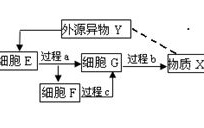 青春期挑战与应对策略-青少年成长指南