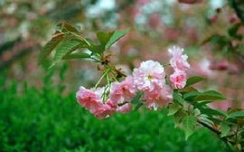 春暖花开，赏花攻略与搜索引擎优化解析