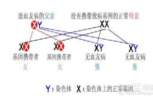 血友病治疗现状与患者生活管理-全面解析治愈可能性