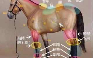 马匹生长发育问题解析-马的太长了疼的原因与对策