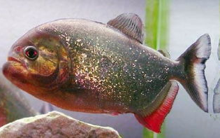 食人鱼生态习性及养殖挑战解析-水族箱养殖指南