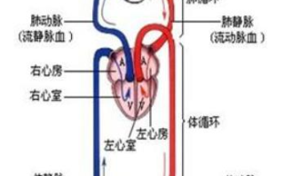 未成年男性发育指南-如何科学促进小弟成长