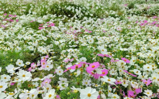 花间美学内涵与古典文学运用-传统文化在现代生活中的体现
