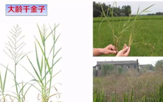 田间管理技巧,提高农作物产量与质量-农业生产解析