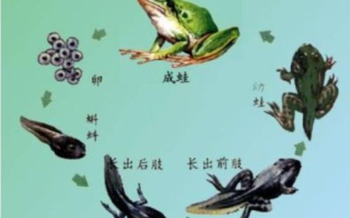 2025年，蝌蚪影视如何引领网络影视行业新风尚？