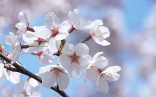 全面解析樱花盛开季节-赏樱地点与摄影技巧攻略