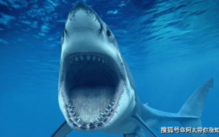 鲨鱼影视，高清观影体验-全面解析使用技巧与优势