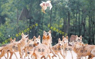 职场生存法则：与狼共舞2-高效竞争策略解析