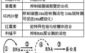 布洛芬与对乙酰氨基酚的区别及使用指南