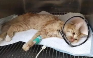 磁力猫（Torrent Kitty）使用指南与优化策略