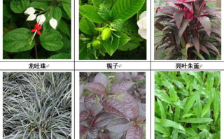 室内植物养护技巧,提升家居绿意-专家建议解析