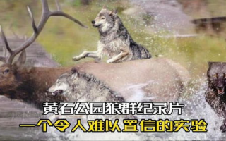 狼群纪录片, 西瓜视频在线观看 - 野生生态探索之旅