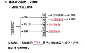 母亲DNA与儿子DNA相似度解析-遗传特征与个体差异