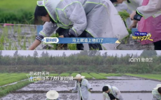 情侣插秧新体验,100种方法提升默契-农耕乐趣解析