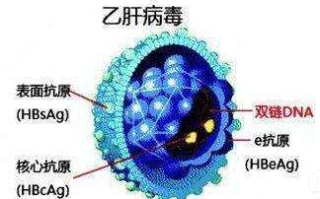 乙肝治疗现状与可行性分析-全面解析治愈之路