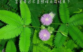 含羞草电视剧及其主题曲的魅力解析