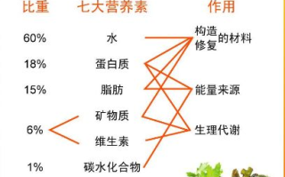 健康饮食秘诀，营养均衡生活更精彩-健康生活方式解析