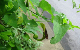 蛇蝎夜合花生长特性与中医药应用解析