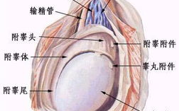 湿毒清胶囊治疗阴囊潮湿的真相解析