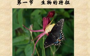 樱花草之美，高清视频在线观看-自然与艺术的完美结合