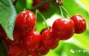 樱桃(cherry)官网,品牌体验与产品资讯-官方网站深度解析