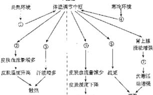 男性生理现象解析：男人几下为何加速