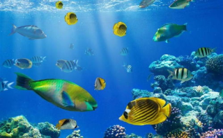 蓝色大海的传说-海洋生物多样性及探索之旅