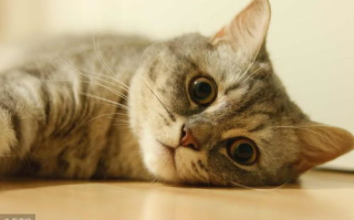 区块链猫币：数字货币市场的新贵