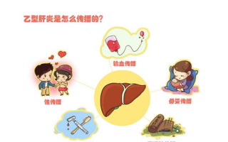 乙肝传播途径与预防措施-全面解析乙肝传染途径