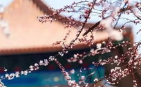 寂寞杏花红,古典情怀与现代阅读的交融