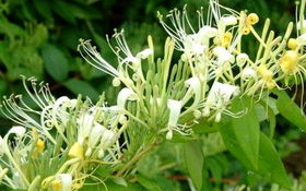 金银花种植技巧与药用价值解析-菊内留香txl种植指南