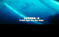 星星影院免费版,高清电影观看新选择-使用指南解析