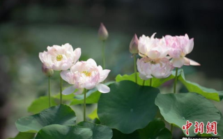 春花焰电视剧免费观看吴谨言-合法途径与精彩剧情解析