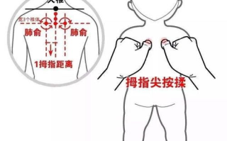 清肺化痰药物推荐与使用方法-专业药理分析