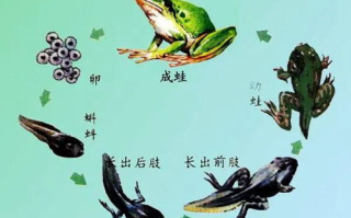厨房春潮，春季食材的创意烹饪指南-打造美味与健康的春日餐桌