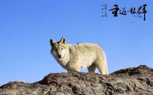 狼群影视，高清观影新体验-平台优势与使用指南