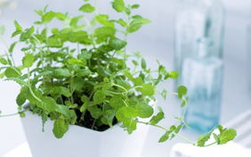 樱花草种植技巧, 家庭园艺解决方案解析