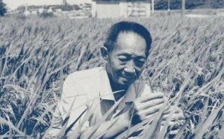 【缅怀伟人】袁隆平：一位改变世界的杂交水稻之父