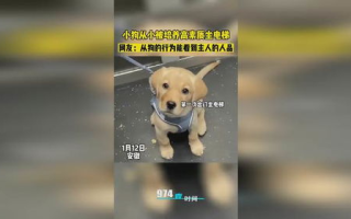 驯服小狗 子4 - 完美宠物训练指南