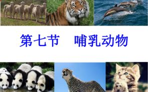 哺乳全宿舍, 宠物护理攻略-科学喂养与日常照顾解析