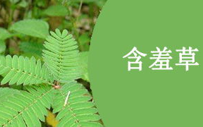 揭秘含羞草高清影视：如何在线观看不踩雷？