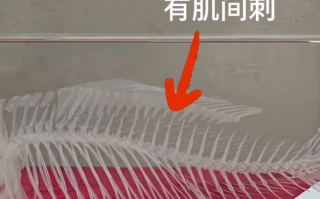 中国人终于对鱼刺“下手”了 中科院培育出无肌间刺鲫鱼